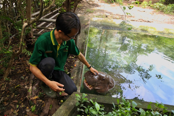 Xúc động chuyện hà mã lùn tại Thảo Cầm Viên Sài Gòn- Ảnh 4. Xúc động chuyện hà mã lùn tại Thảo Cầm Viên Sài Gòn- Ảnh 4.