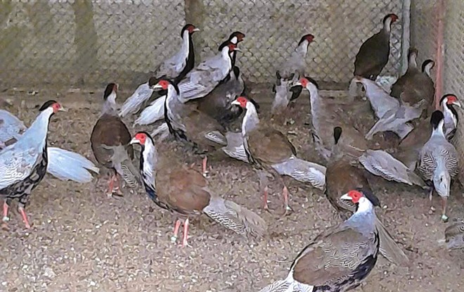 Nhân giống, thả hàng trăm gà lôi trắng về tự nhiên- Ảnh 2.