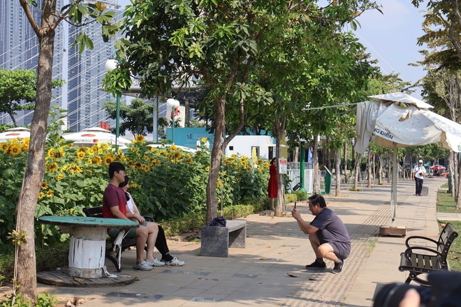 C&aacute;nh đồng hoa hướng dương ở TP HCM thu h&uacute;t người d&acirc;n dịp đầu năm mới - Ảnh 3.