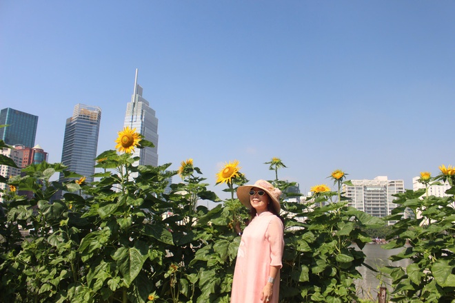 C&aacute;nh đồng hoa hướng dương ở TP HCM thu h&uacute;t người d&acirc;n dịp đầu năm mới - Ảnh 5.