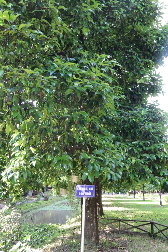 Cần Thơ: Khách Tây thích thú khi trải nghiệm tự tay vào bếp - Ảnh 7.