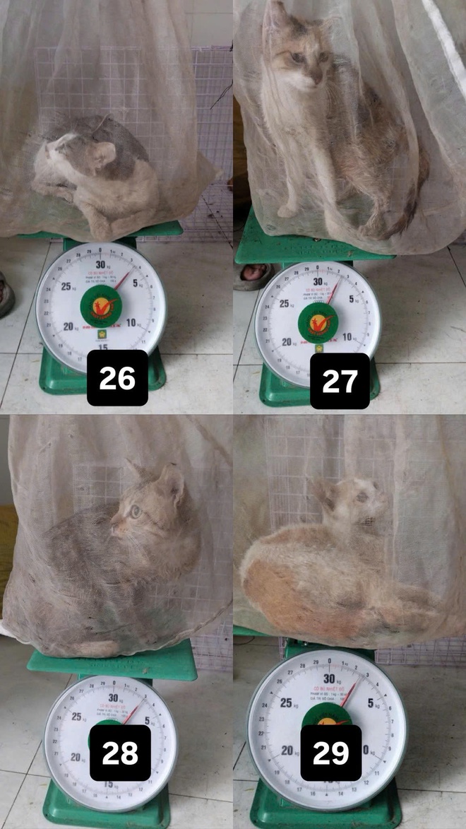 - Ảnh 7. - Ảnh 7.