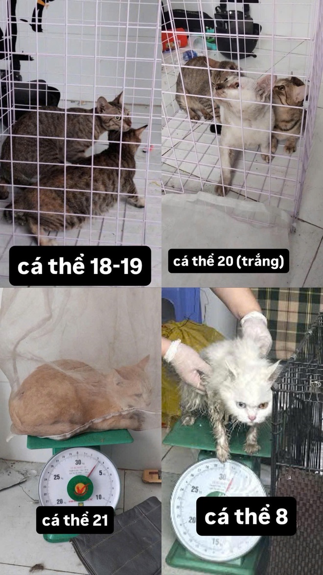 - Ảnh 5. - Ảnh 5.