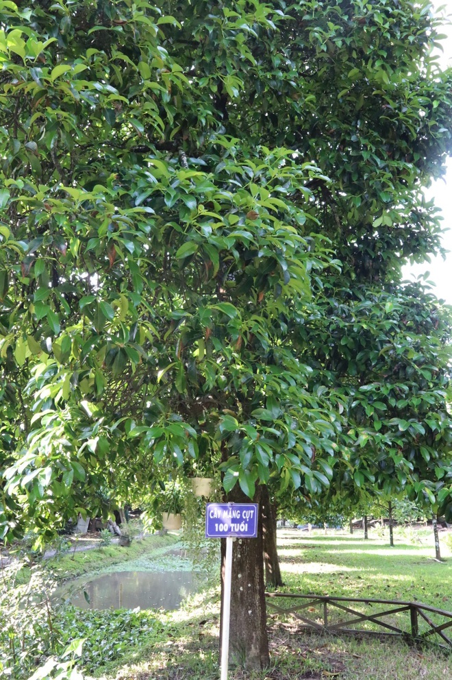 Foreign tourists enjoy cooking Western Vietnamese dishes in Can Tho - Ảnh 7.