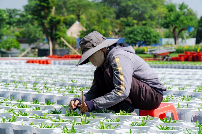 VIDEO: N&ocirc;ng d&acirc;n l&agrave;ng hoa Thới An tất bật m&ugrave;a Tết, kh&oacute; định gi&aacute; hoa xứng c&ocirc;ng - Ảnh 16.