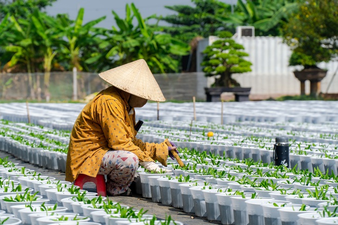 VIDEO: N&ocirc;ng d&acirc;n l&agrave;ng hoa Thới An tất bật m&ugrave;a Tết, kh&oacute; định gi&aacute; hoa xứng c&ocirc;ng - Ảnh 17.