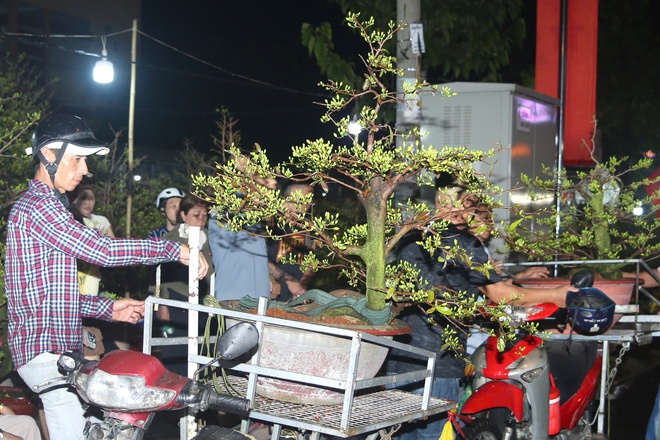 TPHCM: Khai mạc Chợ hoa Tết B&igrave;nh Đ&ocirc;ng - Xu&acirc;n B&iacute;nh Ngọ 2026 - Ảnh 12.