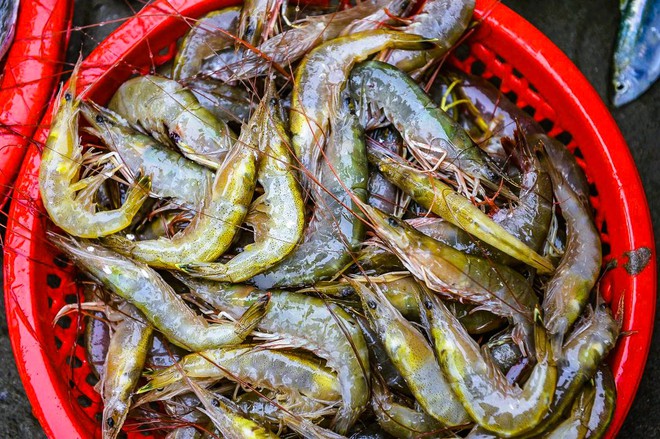 Gần 1 triệu đồng/kg c&aacute; khoai, ngư d&acirc;n hồ hởi "x&ocirc;ng biển" ng&agrave;y đầu năm mới - Ảnh 7.