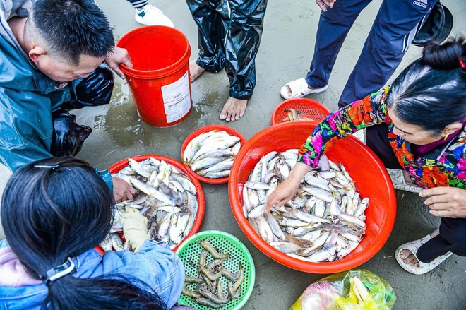 Gần 1 triệu đồng/kg c&aacute; khoai, ngư d&acirc;n hồ hởi "x&ocirc;ng biển" ng&agrave;y đầu năm mới - Ảnh 8.