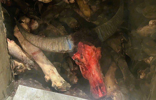 Ph&aacute;t hiện gần 6 tấn ch&acirc;n tr&acirc;u, b&ograve; bốc m&ugrave;i h&ocirc;i thối chuẩn bị đưa ra qu&aacute;n nhậu - Ảnh 2.