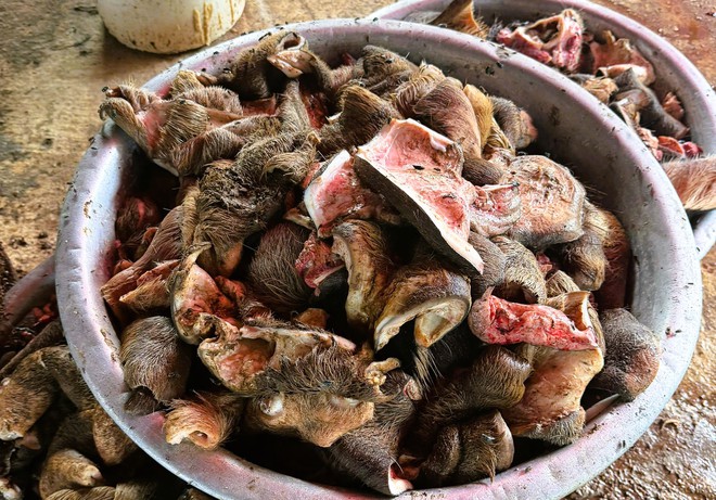 Ph&aacute;t hiện gần 6 tấn ch&acirc;n tr&acirc;u, b&ograve; bốc m&ugrave;i h&ocirc;i thối chuẩn bị đưa ra qu&aacute;n nhậu - Ảnh 3.