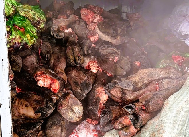 Ph&aacute;t hiện gần 6 tấn ch&acirc;n tr&acirc;u, b&ograve; bốc m&ugrave;i h&ocirc;i thối chuẩn bị đưa ra qu&aacute;n nhậu - Ảnh 4.