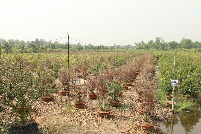 Một địa phương tại TPHCM &ldquo;l&ecirc;n s&oacute;ng&rdquo; b&aacute;n mai v&agrave;ng hỗ trợ n&ocirc;ng d&acirc;n - Ảnh 12.