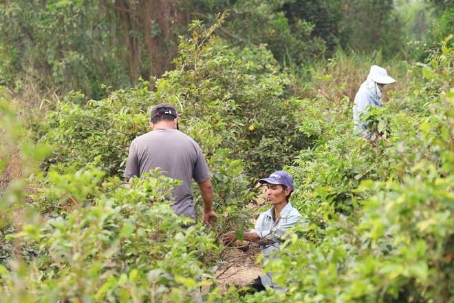 Một địa phương tại TPHCM &ldquo;l&ecirc;n s&oacute;ng&rdquo; b&aacute;n mai v&agrave;ng hỗ trợ n&ocirc;ng d&acirc;n - Ảnh 9.