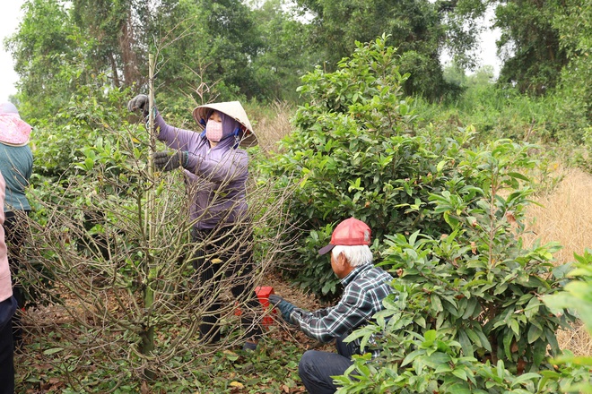 Một địa phương tại TPHCM &ldquo;l&ecirc;n s&oacute;ng&rdquo; b&aacute;n mai v&agrave;ng hỗ trợ n&ocirc;ng d&acirc;n - Ảnh 10.