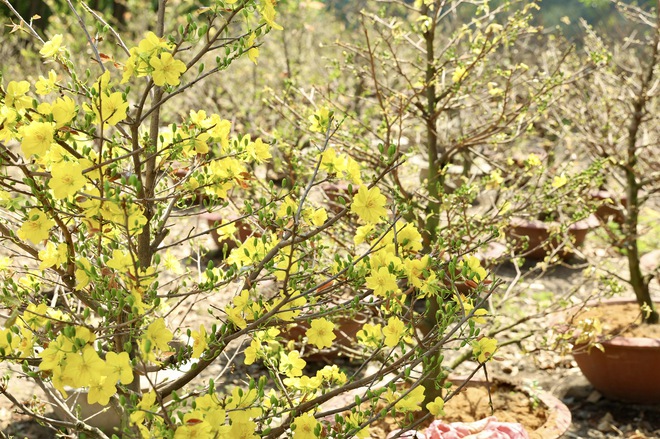 Khai mạc Đường hoa Mai v&agrave;ng B&igrave;nh Lợi: T&ocirc;n vinh l&agrave;ng nghề giữa l&ograve;ng đ&ocirc; thị - Ảnh 3.