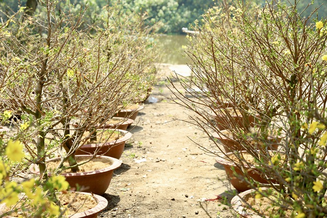 Khai mạc Đường hoa Mai v&agrave;ng B&igrave;nh Lợi: T&ocirc;n vinh l&agrave;ng nghề giữa l&ograve;ng đ&ocirc; thị - Ảnh 4.