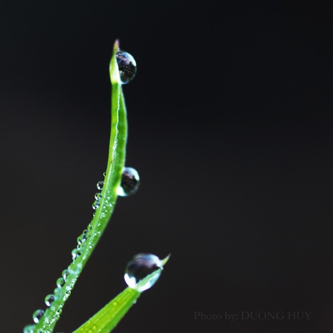 Giọt sương trong ống kính của đạo diễn Dương Huy - Ảnh 3.