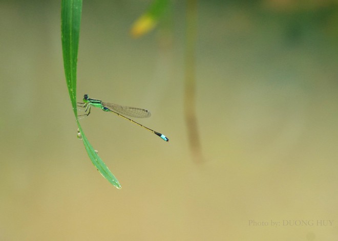 Giọt sương trong ống kính của đạo diễn Dương Huy - Ảnh 4.
