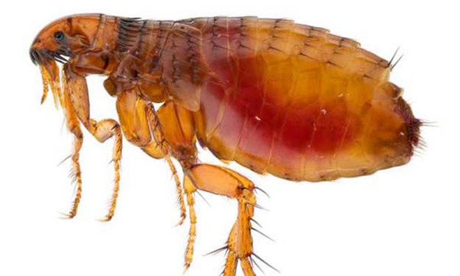 Sẩn ngứa do bọ ch&eacute;t - Ảnh 2.