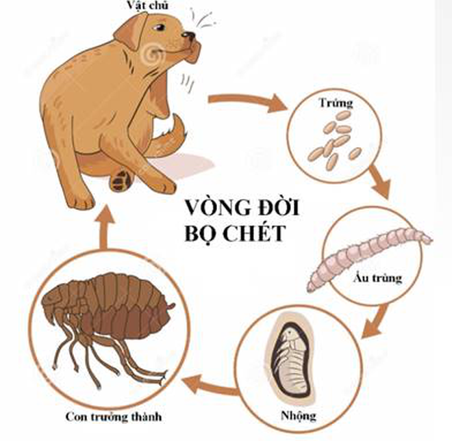 Sẩn ngứa do bọ ch&eacute;t - Ảnh 3.