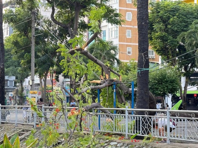 Cây phượng bật gốc ngã trong công viên ở trung tâm TPHCM - Ảnh 3. Cây phượng bật gốc ngã trong công viên ở trung tâm TPHCM - Ảnh 3.