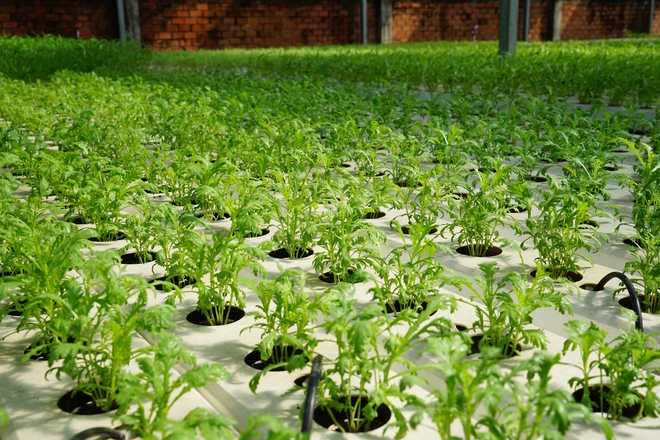 "Đ&aacute;nh thức" đất bỏ hoang bằng n&ocirc;ng nghiệp số - Ảnh 4.