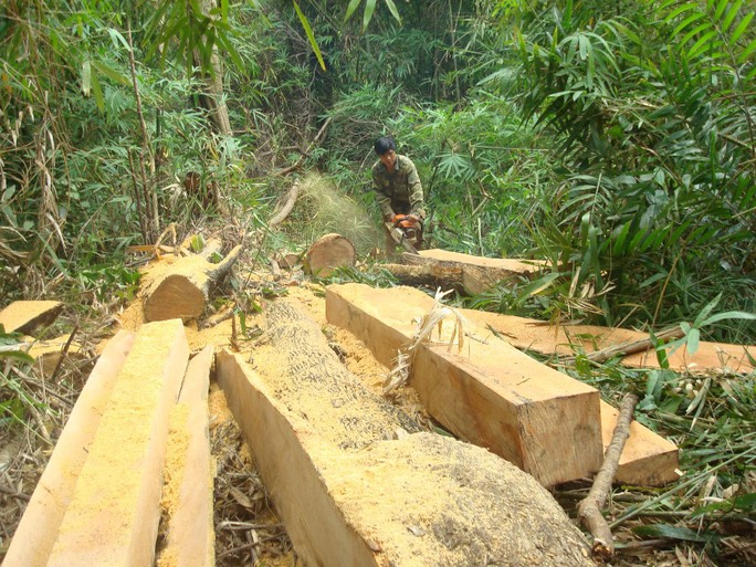 Lâm tặc ngang nhiên khai thác gỗ trong lâm phần của một công ty lâm nghiệp ở tỉnh Đắk Nông
 Ảnh: Cao Nguyên