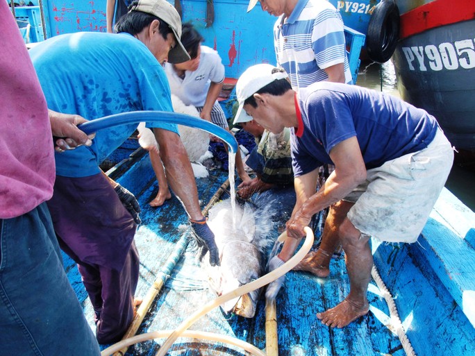 Những con cá ngừ đại dương giá gần 10 triệu đồng được đưa về bến