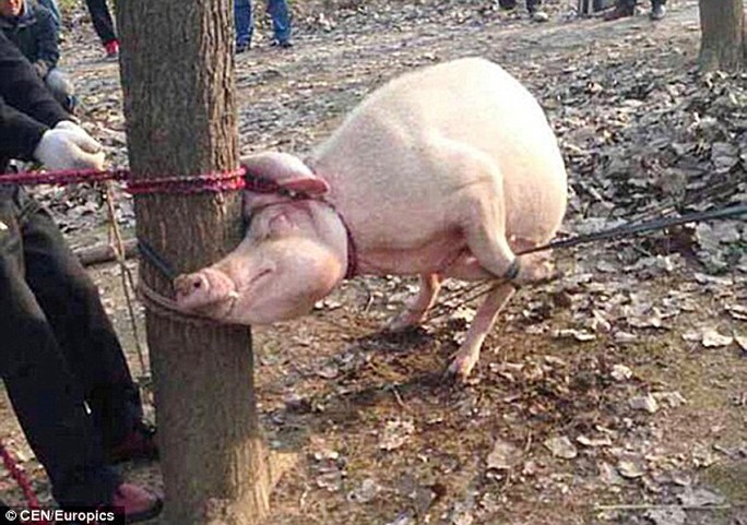 Con lợn tấn công Keke bị cột và gốc cây, sau đó bị mổ bụng. Ảnh: CEN