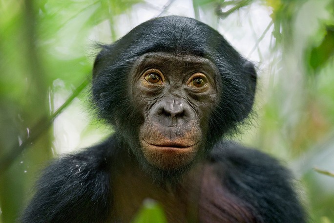3rd Prize Nature Stories: Christian Ziegler, Germany, for National Geographic Magazine. 25 January 2011, Congo. A five-year-old bonobo turns out to be the most curious individual of a wild group of bonobos near the Kokolopori Bonobo Reserve, in the Democratic Republic of Congo. Despite being humans closest living relatives, little is known about Bonobos and their behavior in the wild in remote parts of the Congo basin. Bonobos are threatened by habitat loss and bush meat trade.