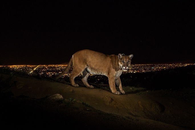 1st Prize Nature Stories: Steve Winter. 2 March 2013, Los Angeles, USA. A cougar walking a trail in Los Angeles Griffith Park is captured by a camera trap. To reach the park, which has been the cougars home for the last two years it had to cross two of the busiest highways in the US.