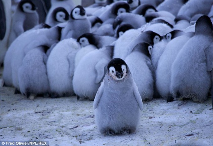Is this the real life Mumbles for the animated movie Happy Feet? The tiny chick braves the cold to move away from the other chicks