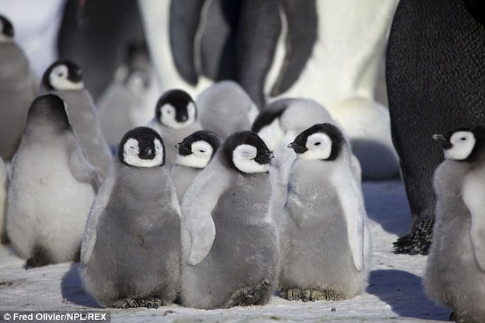 A group of young penguins play together on the ice in Antarctica