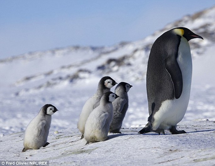 These four little chicks follow one adult emperor penguin as they march over the ice sheet