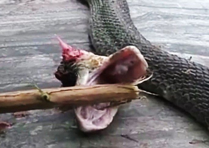 Đầu rắn cắn rời khỏi thân vẫn có thể cắn và truyền nọc độc