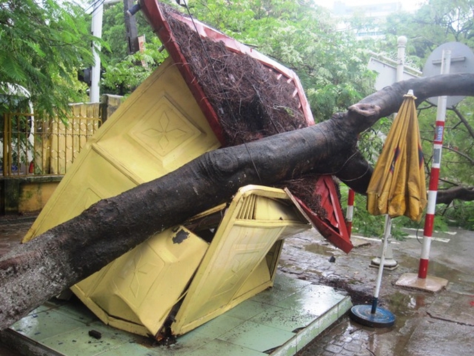 Cây phượng đổ đè bẹp bốt CSGT trên đường Bà Triệu - Nguyễn Trường Tộ ở TP Thanh Hóa