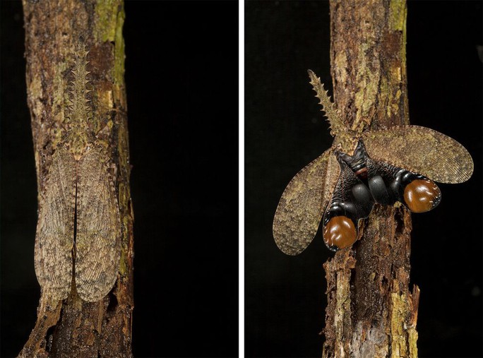 Loài ruồi đèn lồng Fulgora sp. ngụy trang hoàn hảo trên một thân cây, tại vườn quốc gia Soberania, Panama. Khi muốn xua đuổi kẻ thù, nó xòe cánh để lộ những chấm lớn nhằm đe dọa kẻ săn mồi.