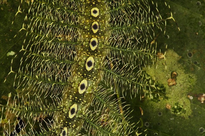 Sâu xanh lá Tanaecia sp. hòa lẫn khéo léo vào môi trường. Con sâu này còn giật nhẹ thân mình để giống như những chiếc lá cản gió