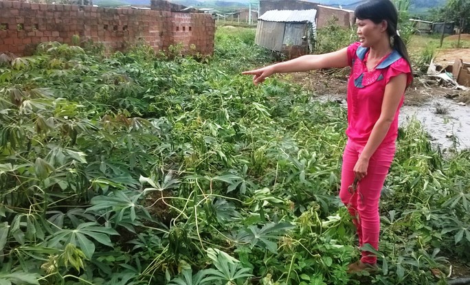 Sau 30 phút dùng nước giếng tưới lên vườn sắn, lá sắn quéo lại