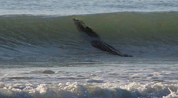 Cá sấu nước mặn xuất hiện trên bãi tắm ở Tây Úc