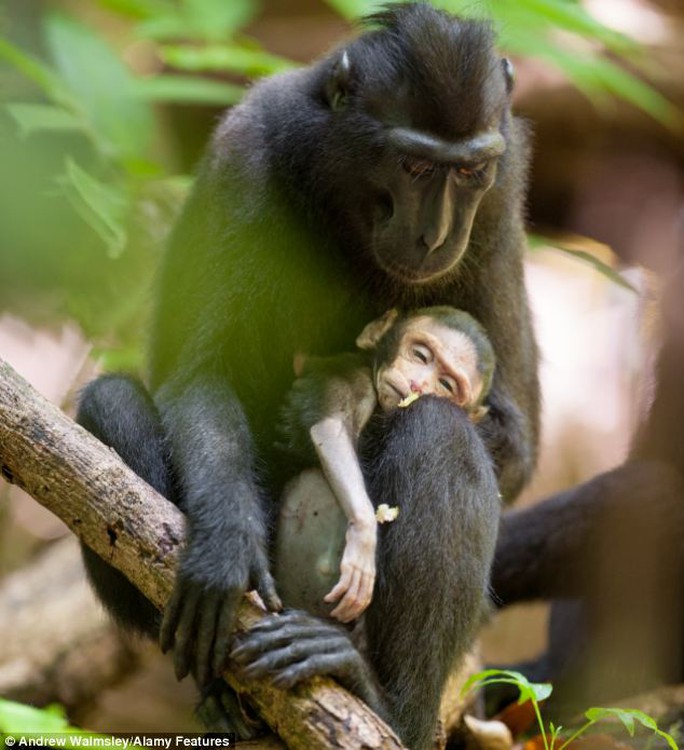 Hai mẹ con khỉ thuộc họ khỉ mào đen