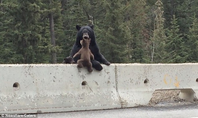 Thót tim cảnh gấu mẹ giải cứu con khỏi đường cao tốc