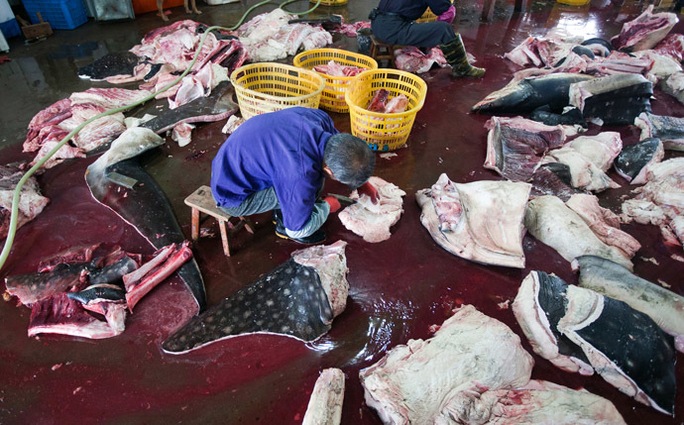 Chế biến cá mập ở Trung Quốc. Ảnh: WildLifeRisk
