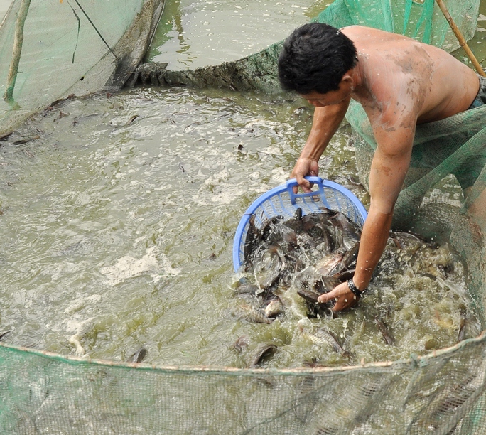 Đủ loại cá đồng nằm gọn trong lưới