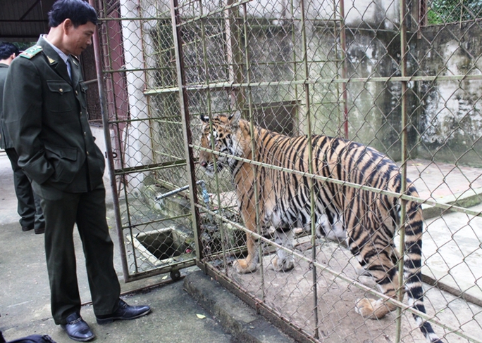 Đột nhập trại nuôi hổ lớn nhất ở Thanh Hóa - Ảnh 11.