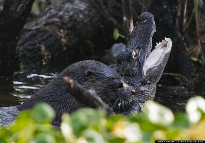 Giant otter eats alligator meat