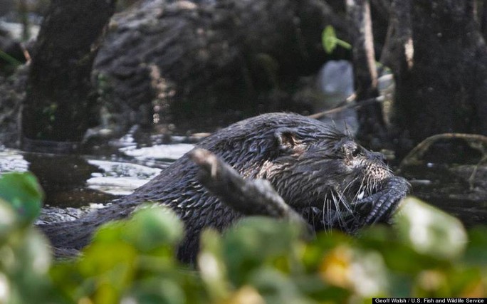 Giant otter eats alligator meat