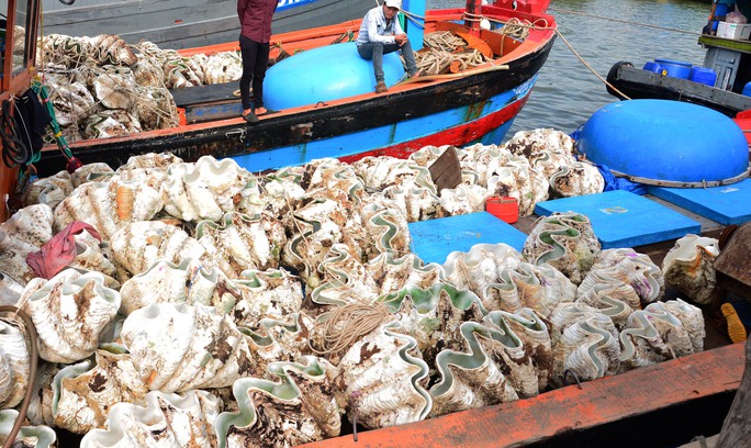 Bắt giữ 20 con sò tượng khai thác trái phép có giá cực sốc