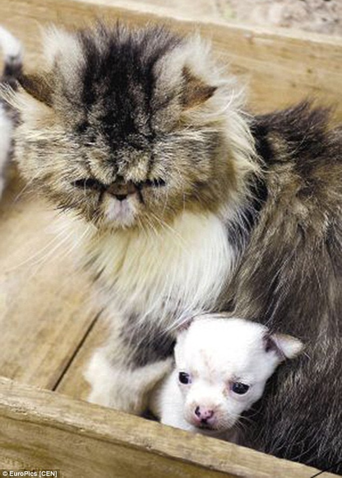 Mèo mẹ Niuniu và đứa con lạc loài. Ảnh: EuroPics